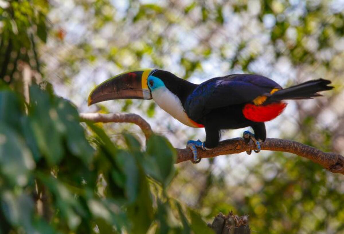 El Aviario Nacional de Colombia, es el más grande de América y el sexto en dimensión en el mundo. //Archivo.
