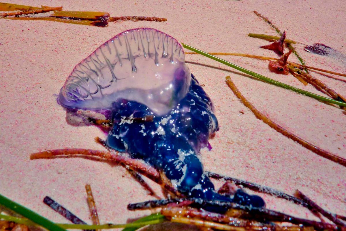 Este organismo tiene una picadura que puede ser extremadamente dolorosa.