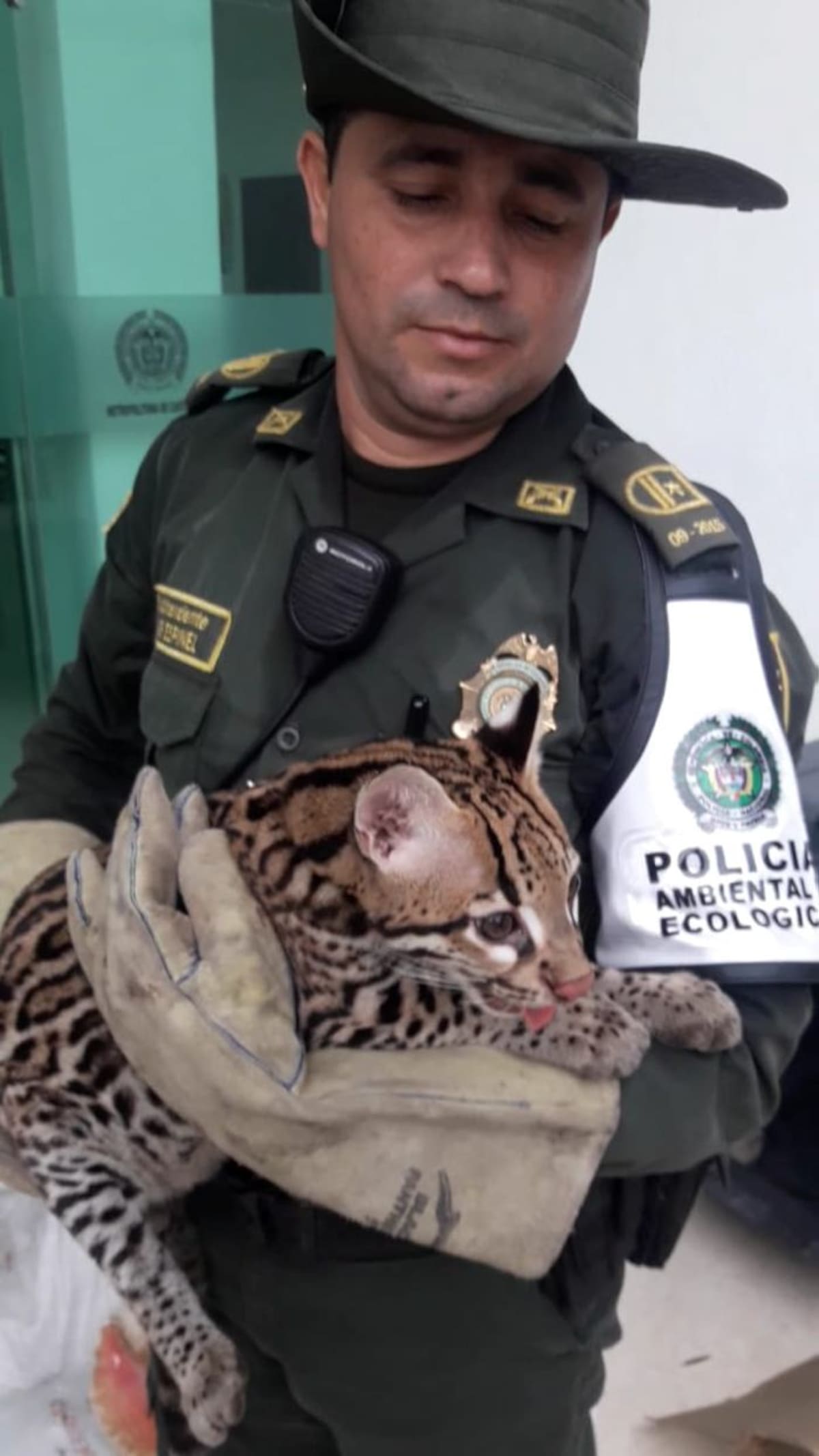 Incautación de tigrillo. Cortesía.