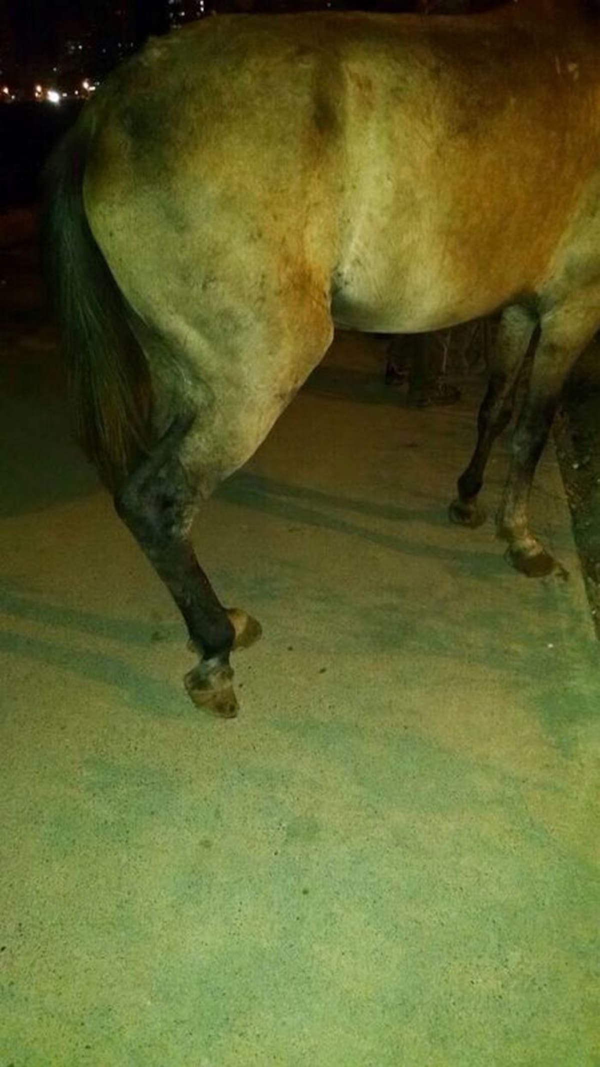 El caballo cochero se fracturó una de sus extremidades. CORTESÍA