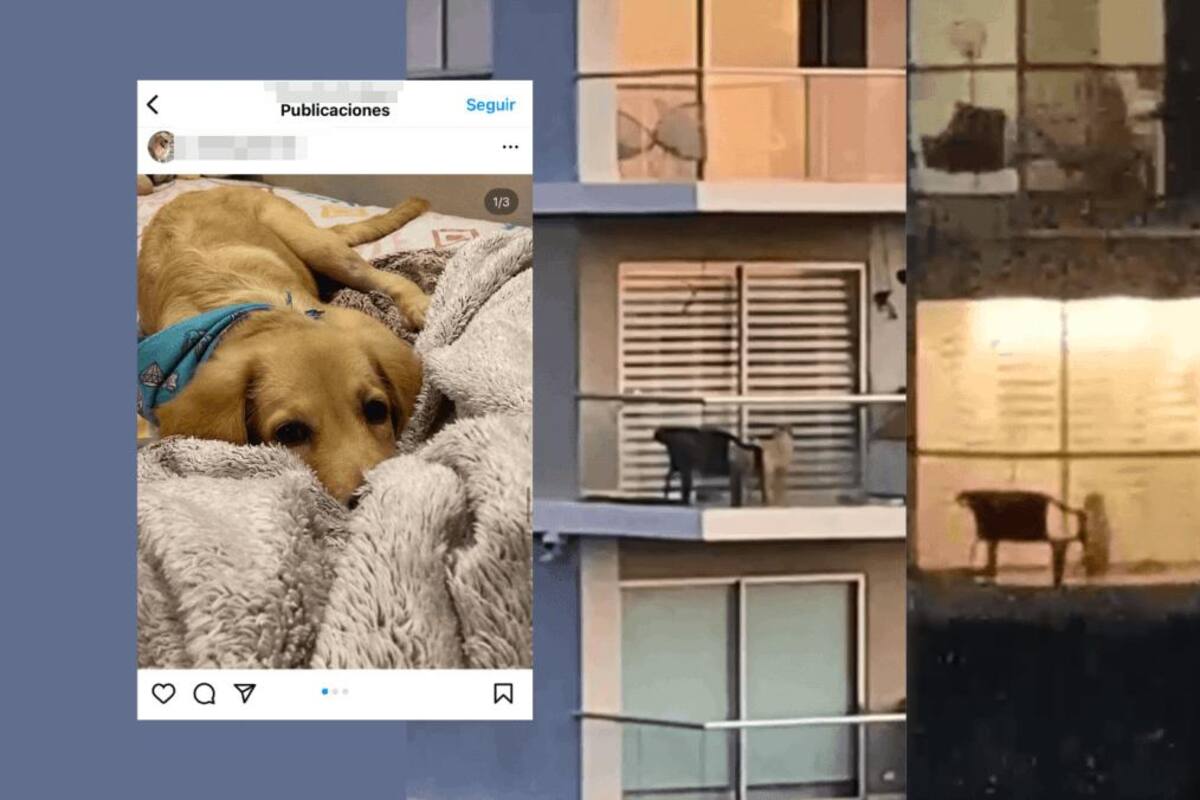 Perrita expuesta al sol en Manga tiene Instagram: van 4 inspecciones en su casa