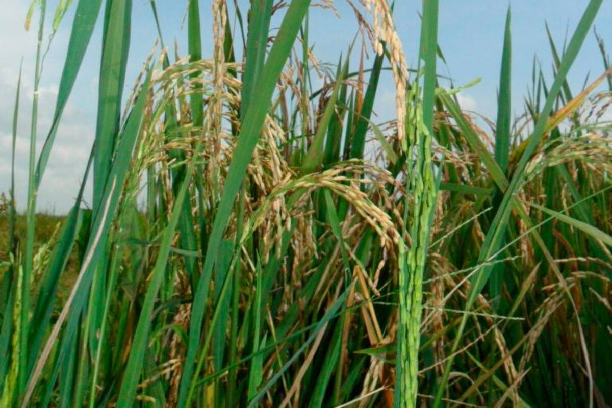 Se destrabó el crédito en Banco Agrario, en la Costa Caribe