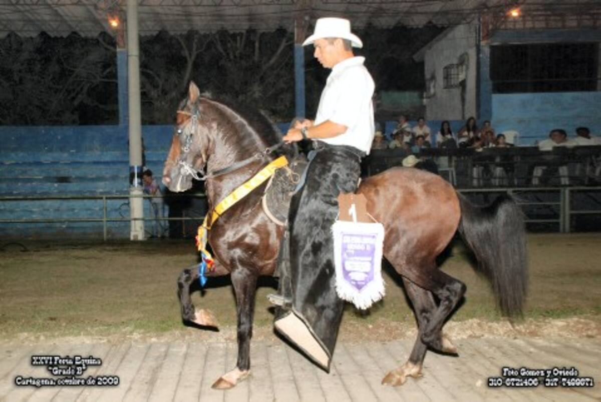 Limoncillo, Gran Campeón Trocha Pura Colombiana en el marco de las competencias equinas grado B, celebradas en la XXXI Feria Agropecuaria de Cartagena, que se efectuó este fin de semana en la plaza en el Coliseo de Ferias y Subastas Fulgencio Segrera Loteau.