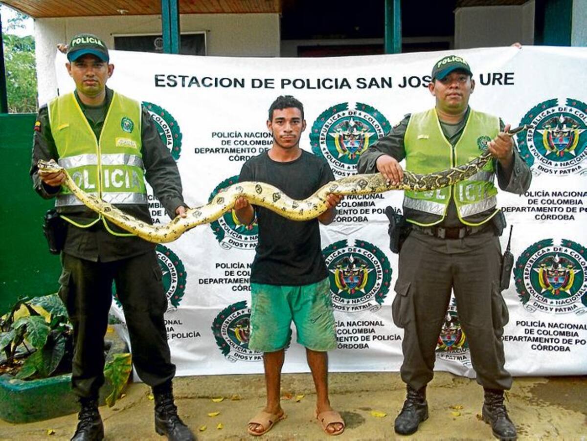 Una boa de dos metros y medio fue capturada en San José de Uré.