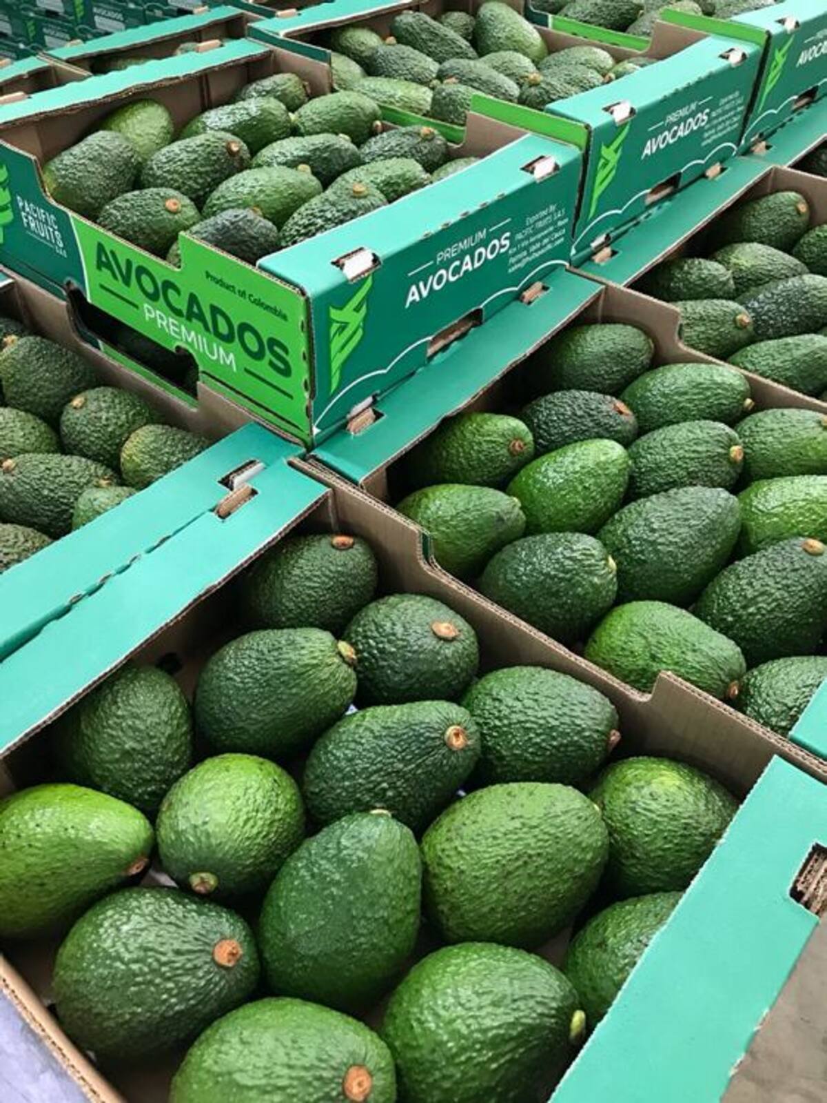 El Quindío es el nuevo departamento exportador de aguacate Hass a los Estados Unidos. CORTESÍA