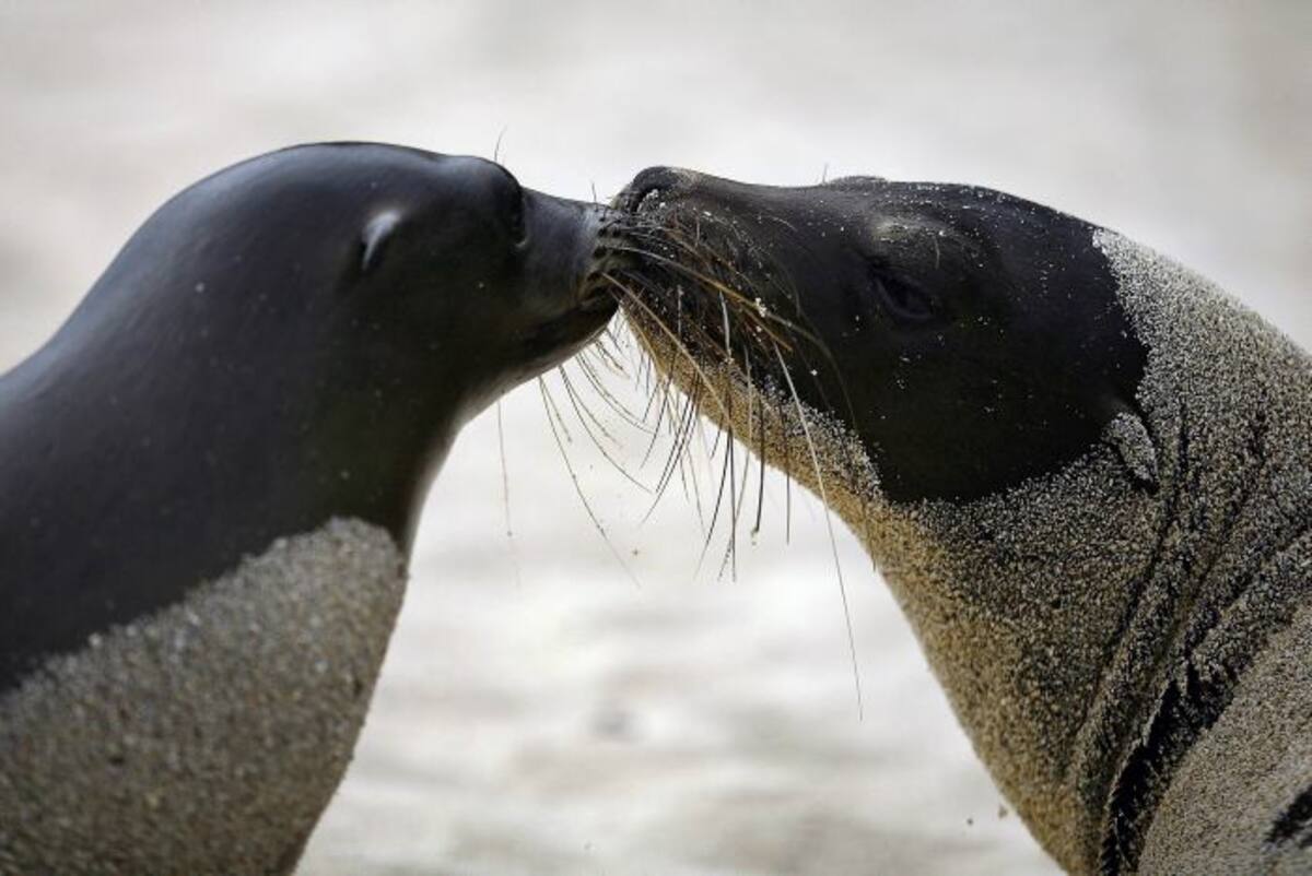 Los animales quedan atrapados en las redes de los pescadores en la Isla Espíritu Santo, uno de los mayores puntos turísticos mexicanos. AFP PABLO COZZAGLIO