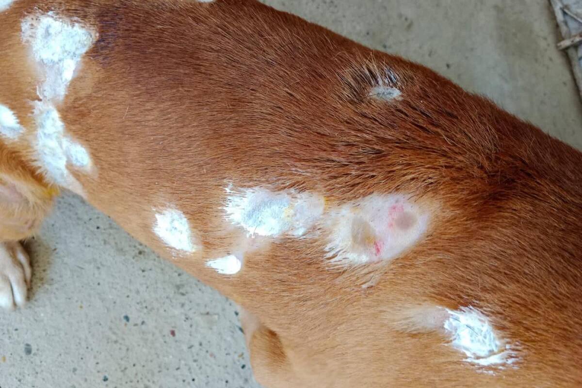 Capturado hombre que le roció ácido a vecino y a su mascota