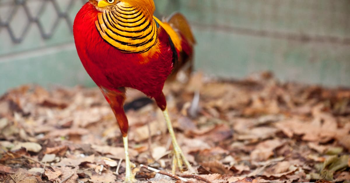 Birdwatching in Cartagena: The best places to discover the natural richness surrounding La Heroica