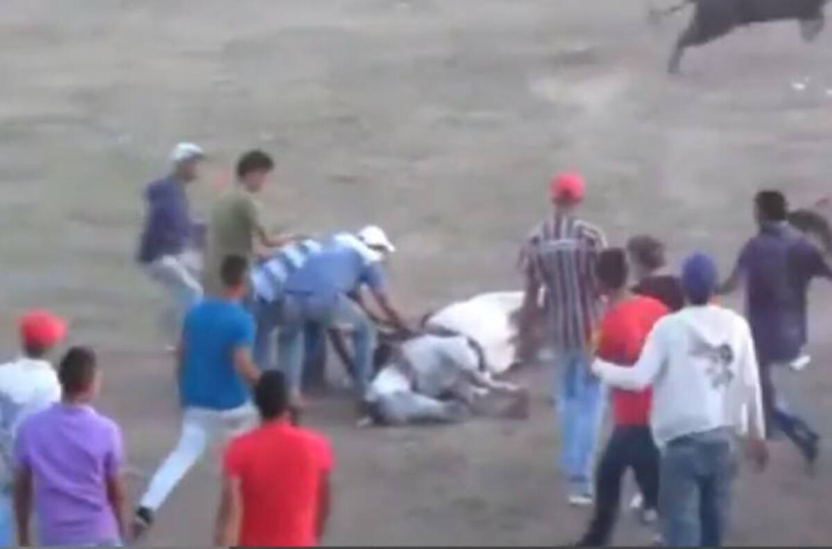 La crueldad con el animal fue total. Imagenes video Youtube