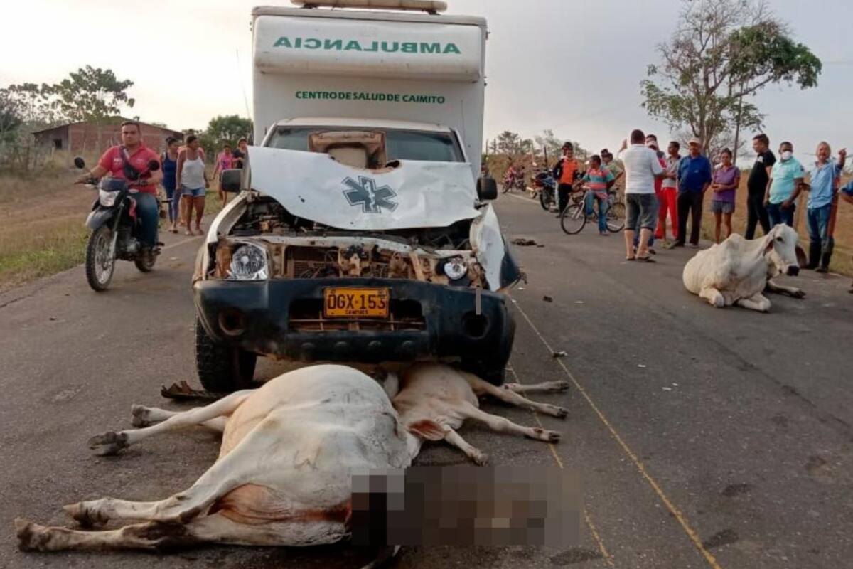 Dueño de ganado deberá responder por consecuencias de accidente