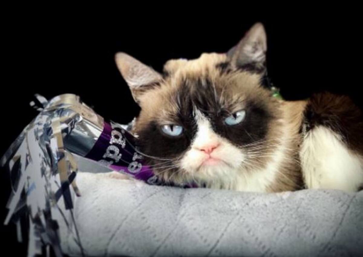 Tomada de @RealGrumpyCat