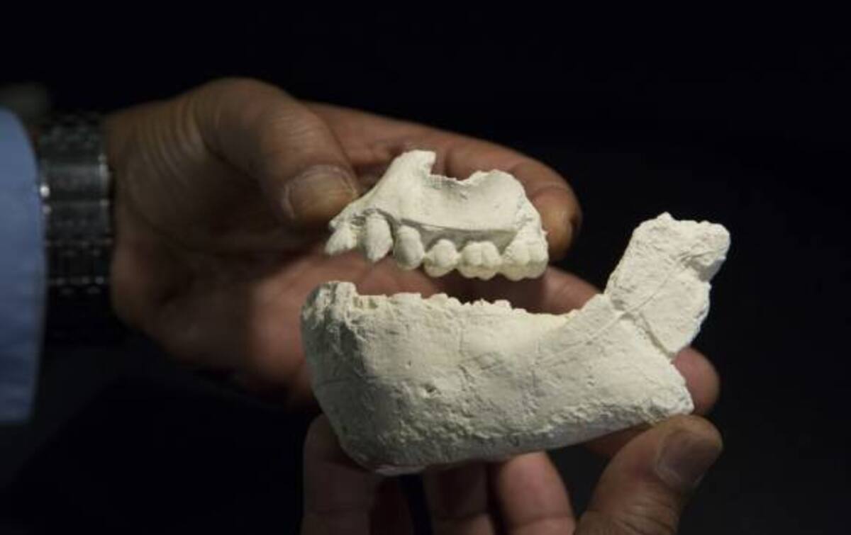 Los restos de mandíbula hallada en Afar que habla de una nueva especie de homínino. LAURA DEMPSEY/NATURE - TOMADA DE EL COLOMBIANO