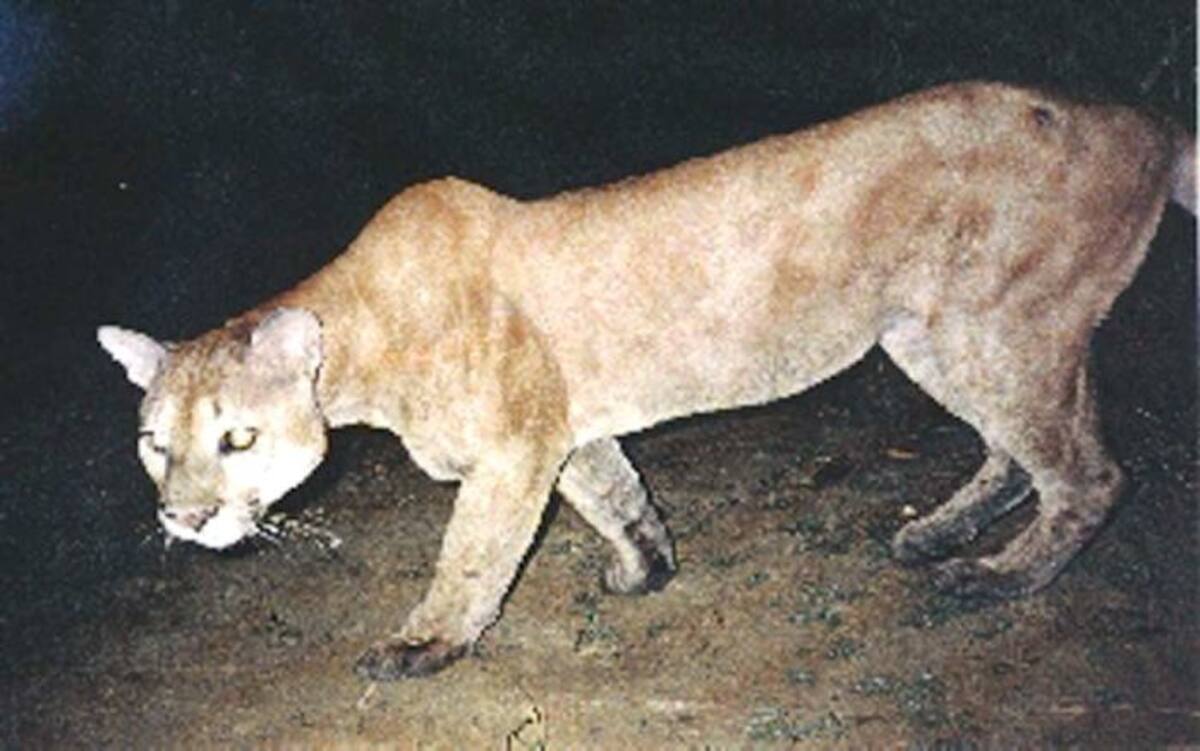 Los policías del condado y un agente del Servicio Forestal fueron los primeros en llegar al lugar y mataron al puma. //Foto archivo