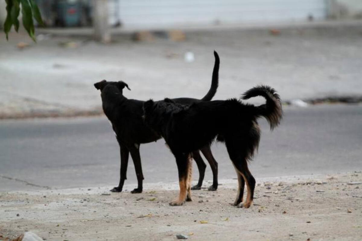 Nace una Red para proteger a los animales en Cartagena