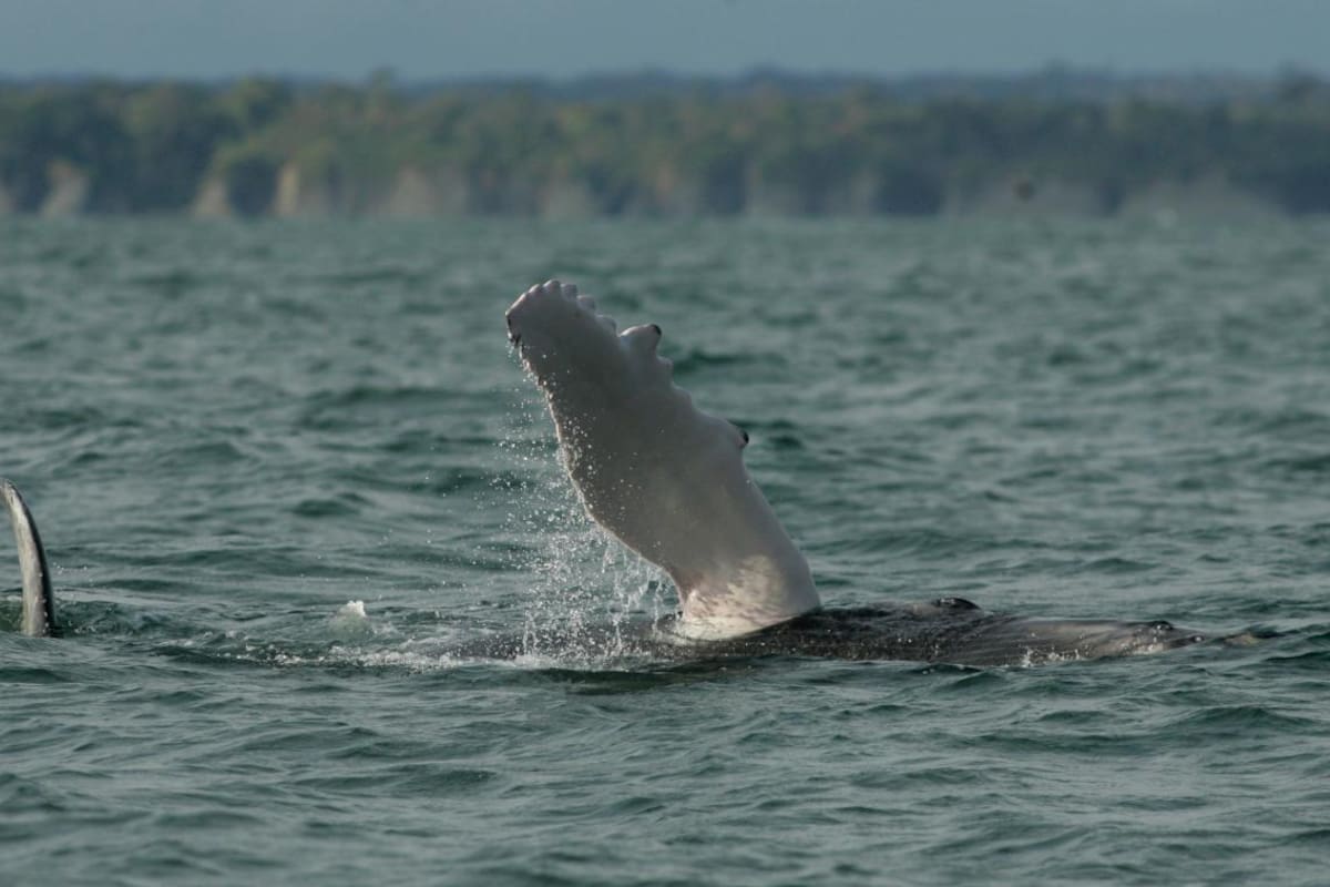 Ballenas francas del Atlántico son cada vez más pequeñas