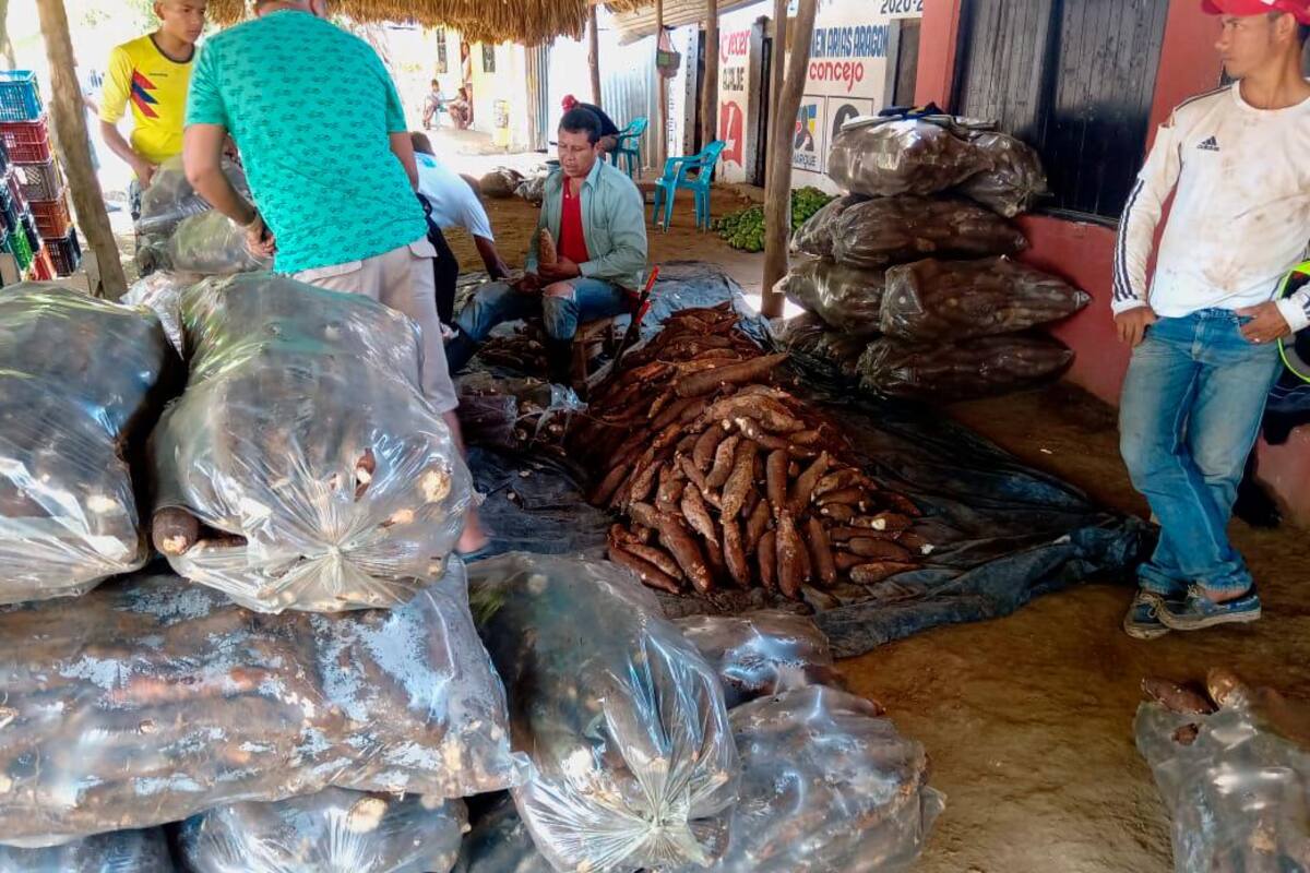 Campesinos de El Carmen podrían perder unas 200 hectáreas de yuca