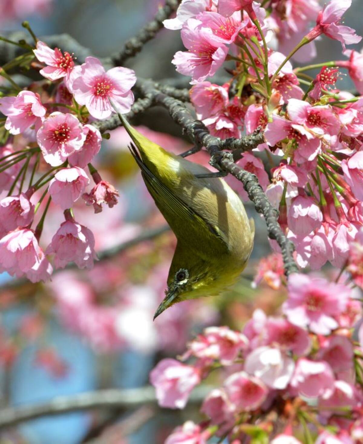 La naturaleza se une en Japón para presentar uno de los espectáculos más lindos del país nipón. FOTOS AFP