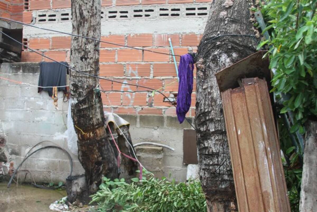 Son dos árboles de mango los que tiene el señor Mario Meza en su casa. DANIELA BUELVAS - EL UNIVERSAL