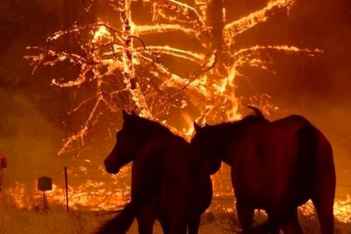 Australia trata de extinguir un incendio forestal de 110.000 hectáreas