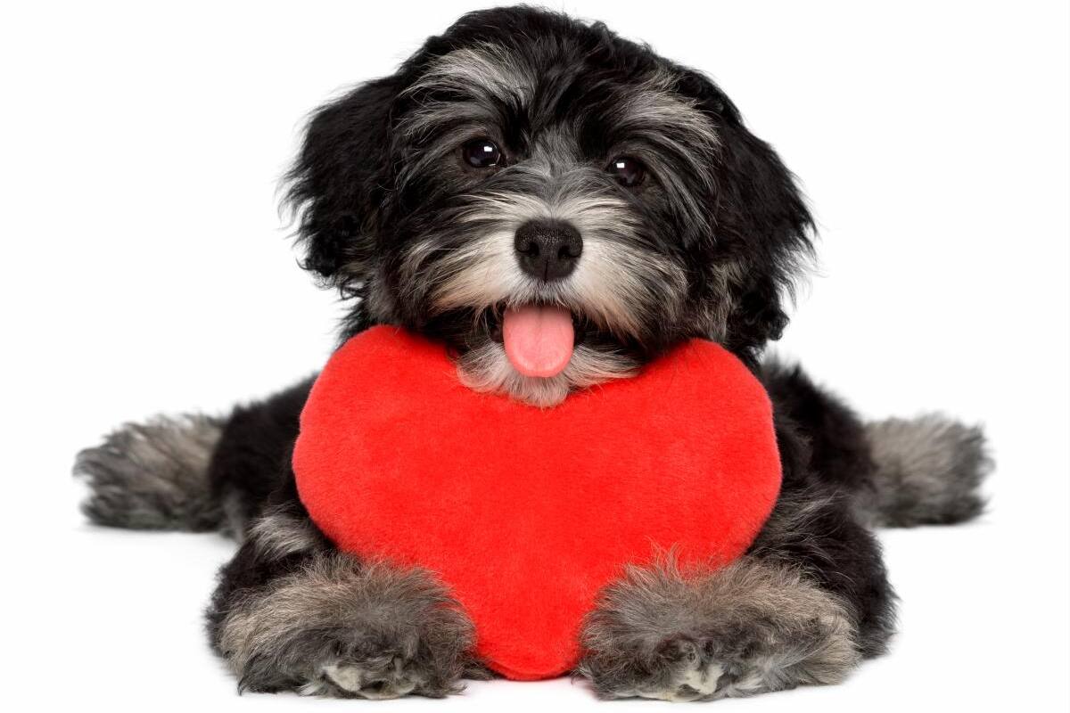 El valor nutricional del agua para perros y gatos