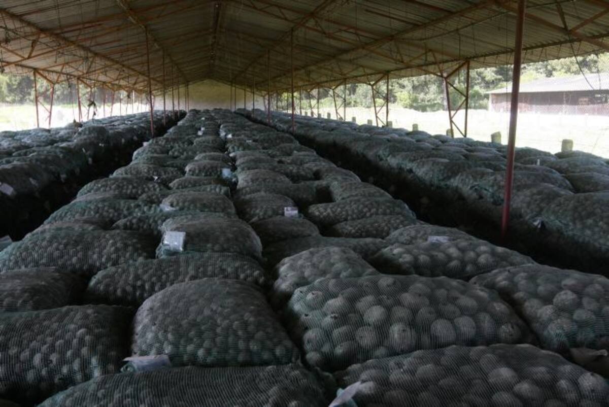 50.000 cultivadores se movilizaron este martes en diferentes partes del país. COLPRENSA