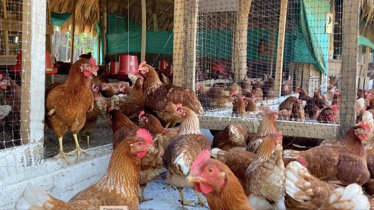 Las gallinas son sacadas a pastoreo a ritmo de champeta//Cortesía.