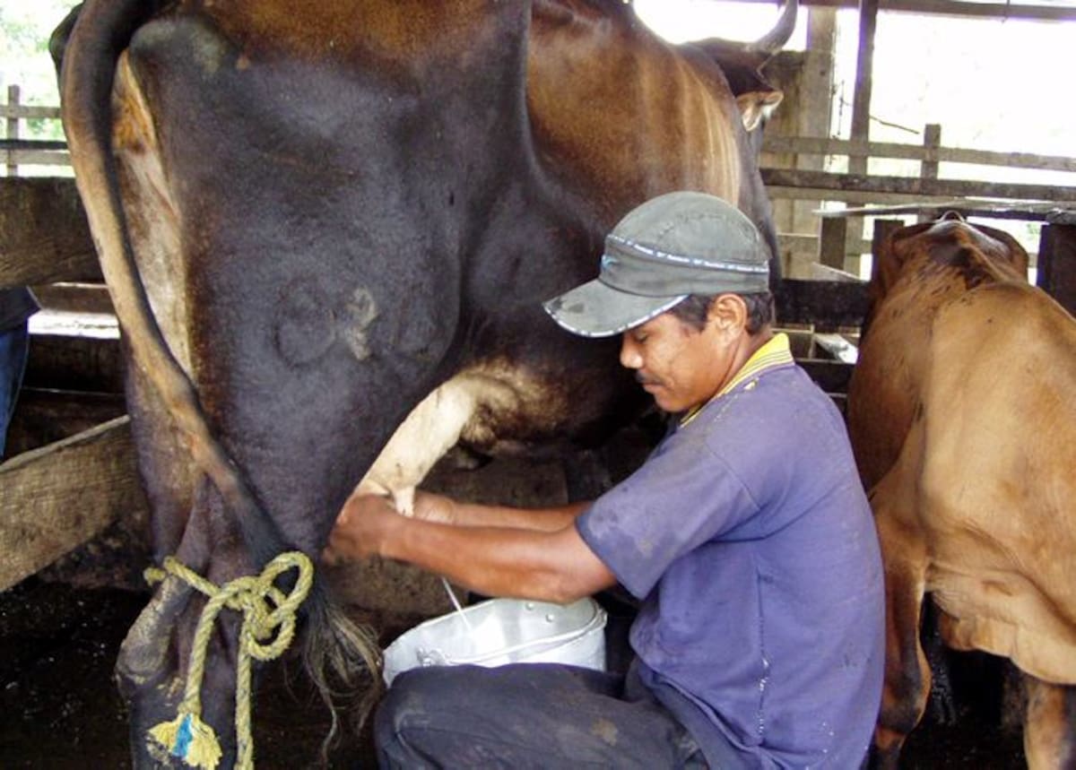 Los colombianos de estratos bajos tienen el más mínimo consumo per cápita de leche, con sólo 38 litros /año. ARCHIVO