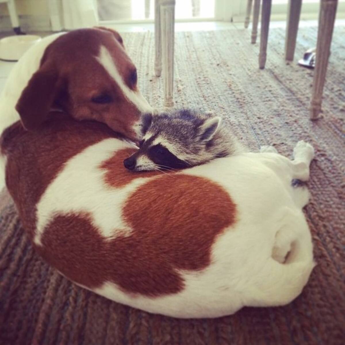 Pumpkin y Oreo Instagram de Laura Young