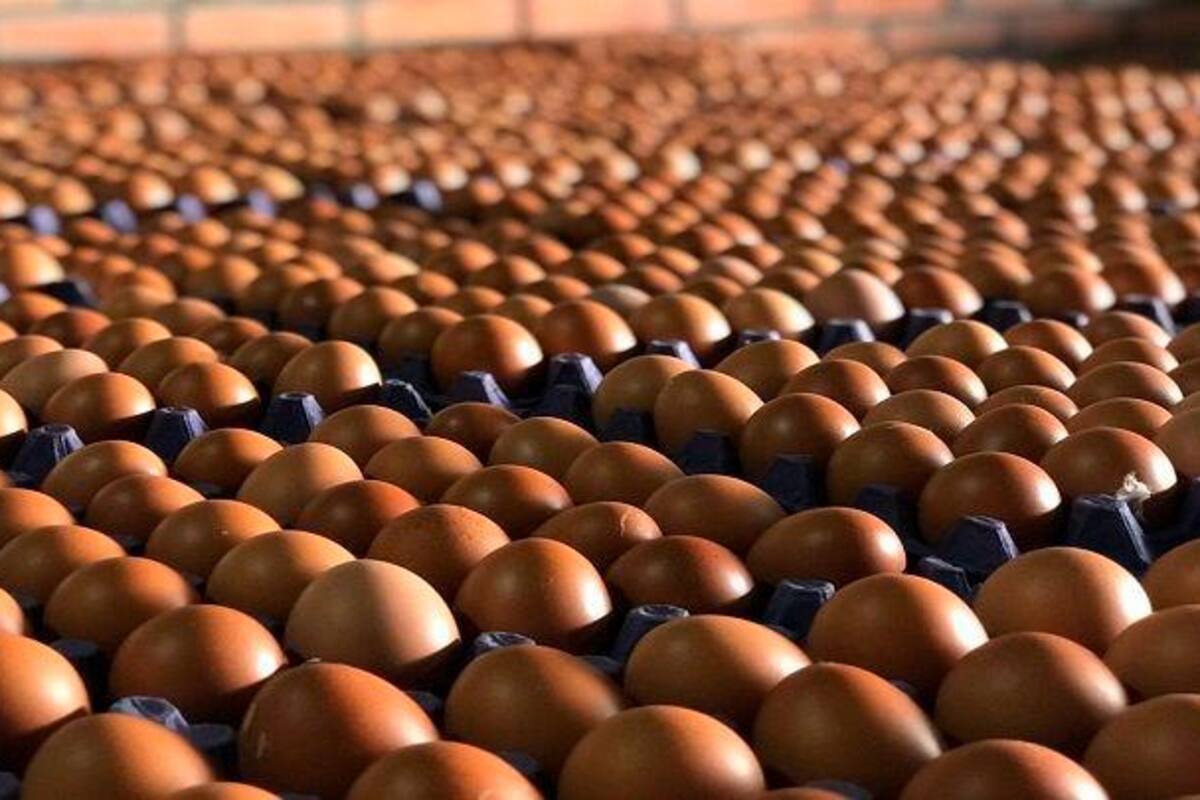 Nuevamente subirá el precio del huevo en Cartagena: conoce cuándo y por qué