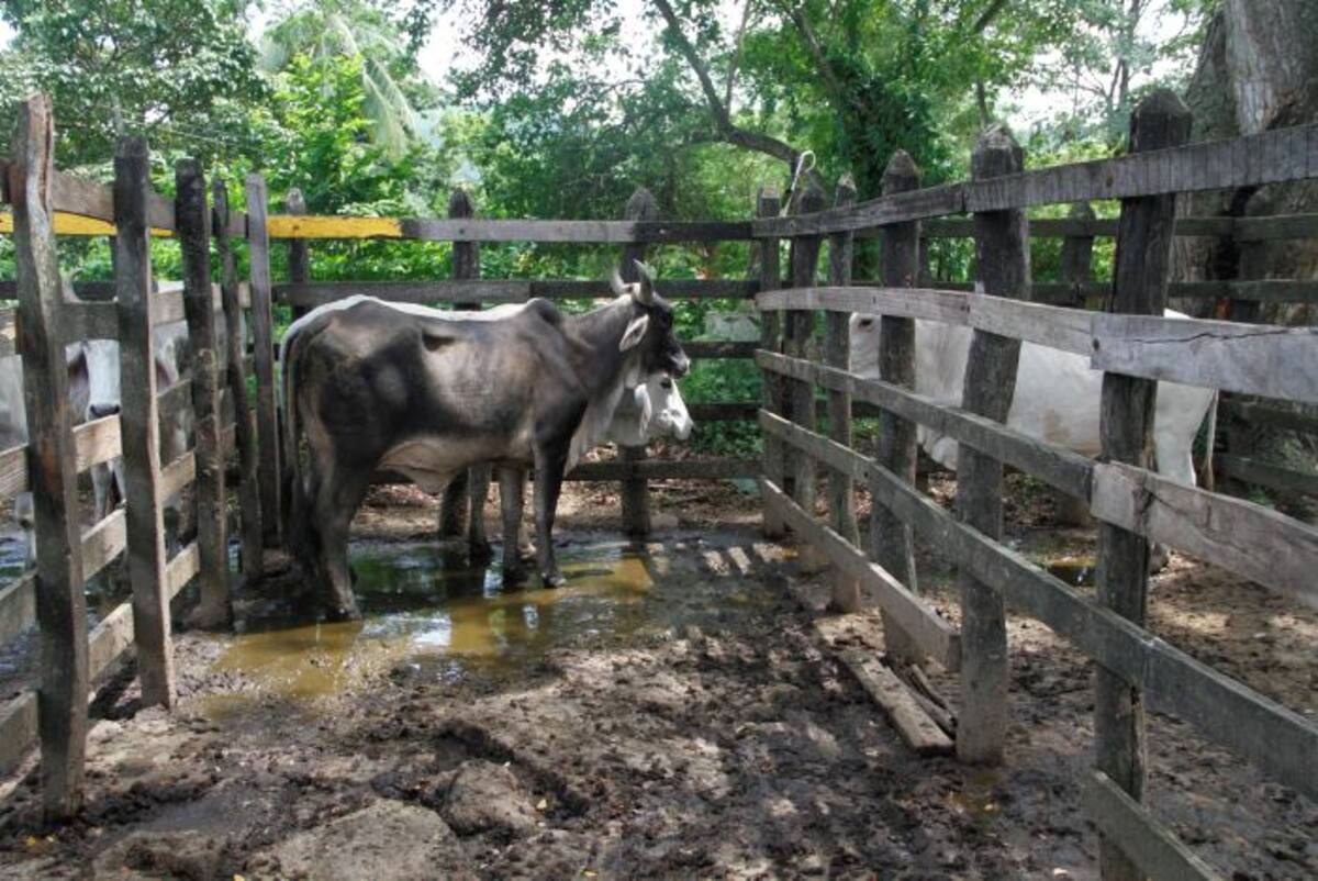 Unos cinco animales son sacrificados cada día en el matadero. OSCAR DÍAZ ACOSTA