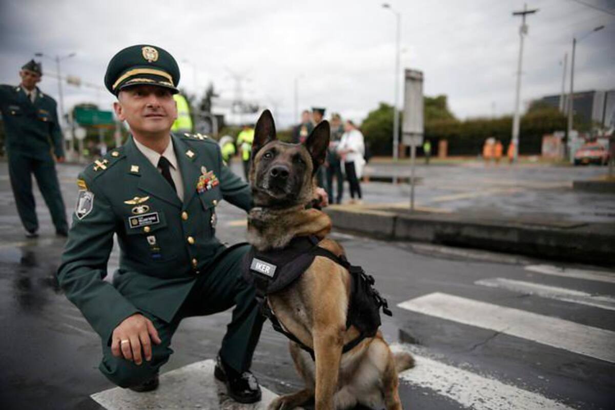 Iker, el perro discapacitado que encabeza el desfile del 20 de julio en Bogotá