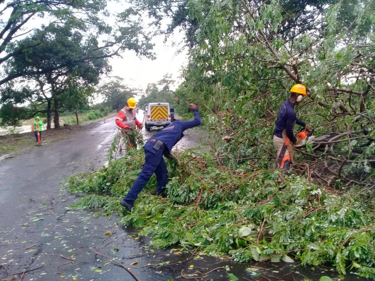 Los organismos de socorro iniciaron labores para remover los árboles caídos.