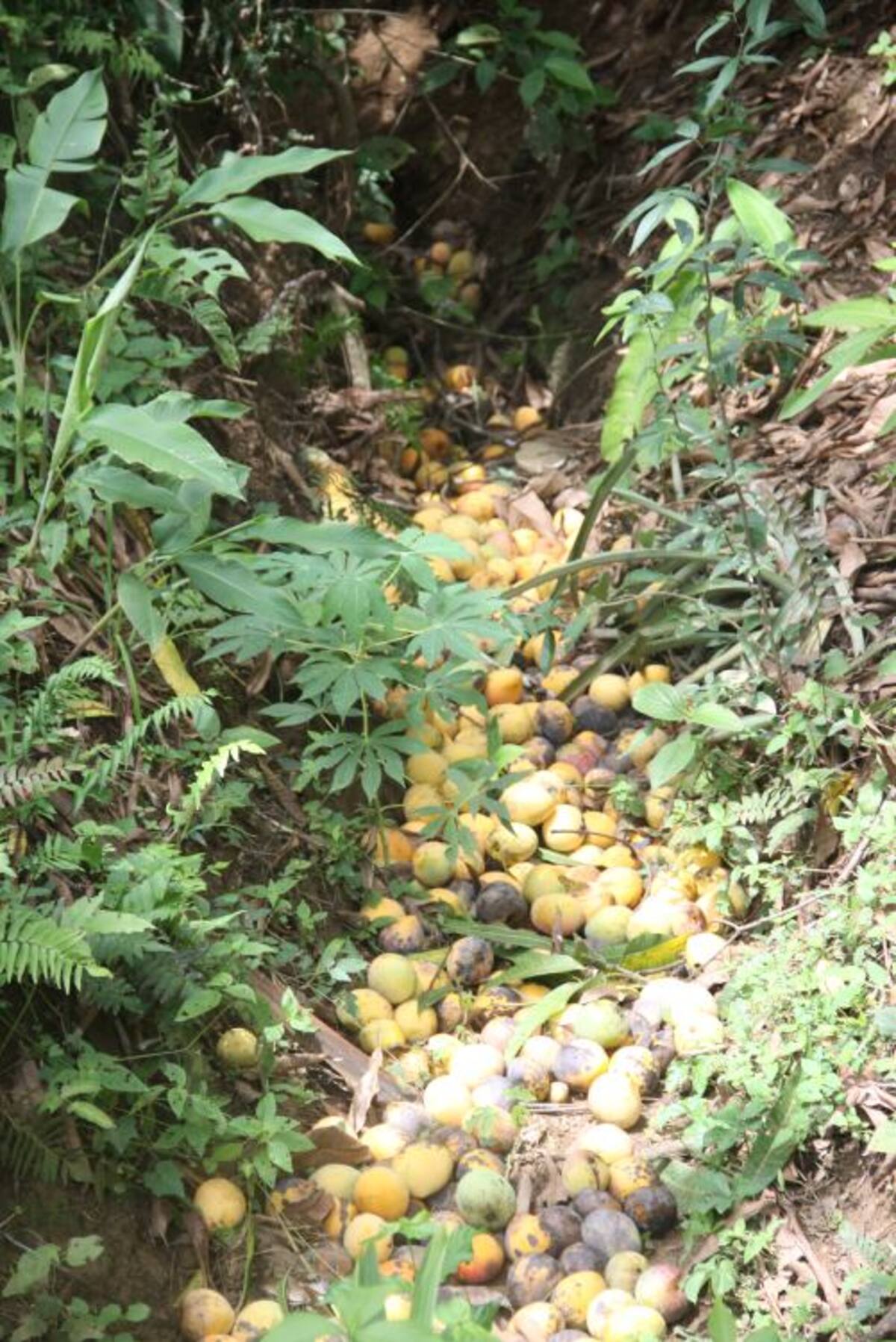 En varias fincas los arroyo están llenas de mangos podridos que no pudieron comercializarse. HERMES FIGUEROA - EL UNIVERSAL