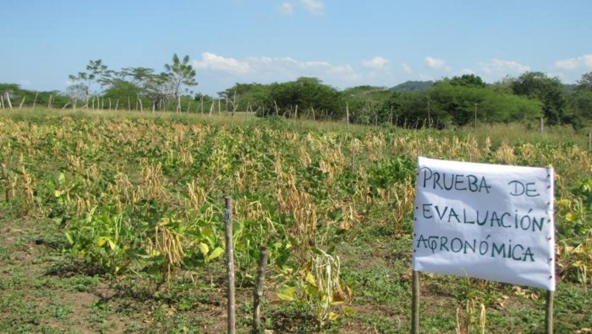 Campo de cultivo de fríjoles. // HERMES FIGUEROA A. - EL UNIVERSAL.