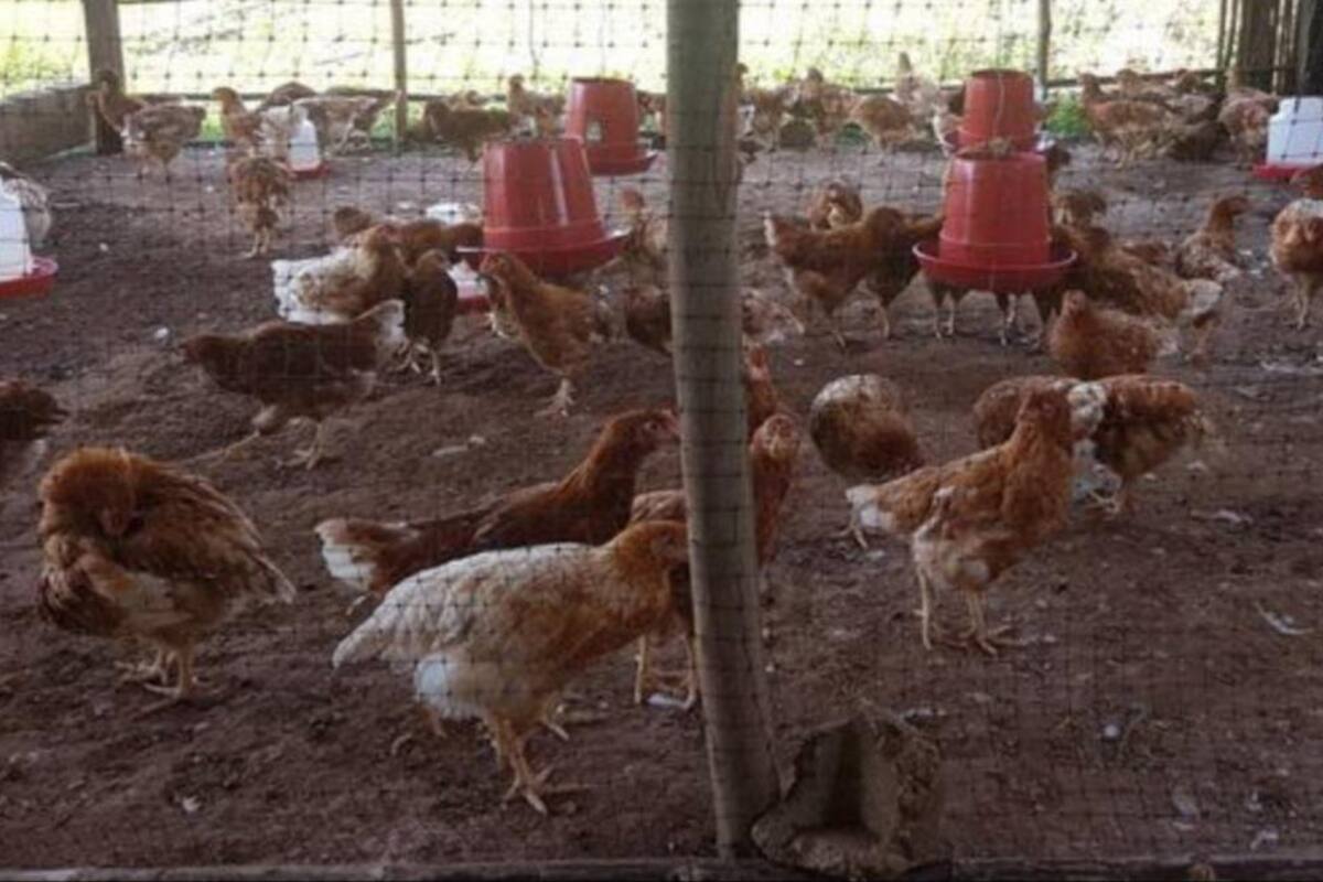 En Sucre: adoptan medidas sanitarias por foco de influenza aviar