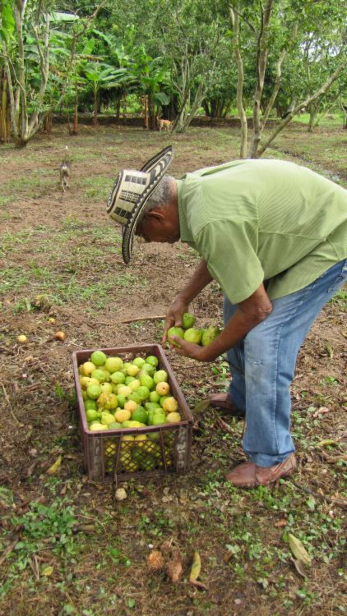 José Pinto Hoyos, uno de los labriegos afectados por la plaga de la guayaba. HERMES FIGUEROA A. - EL UNIVERSAL