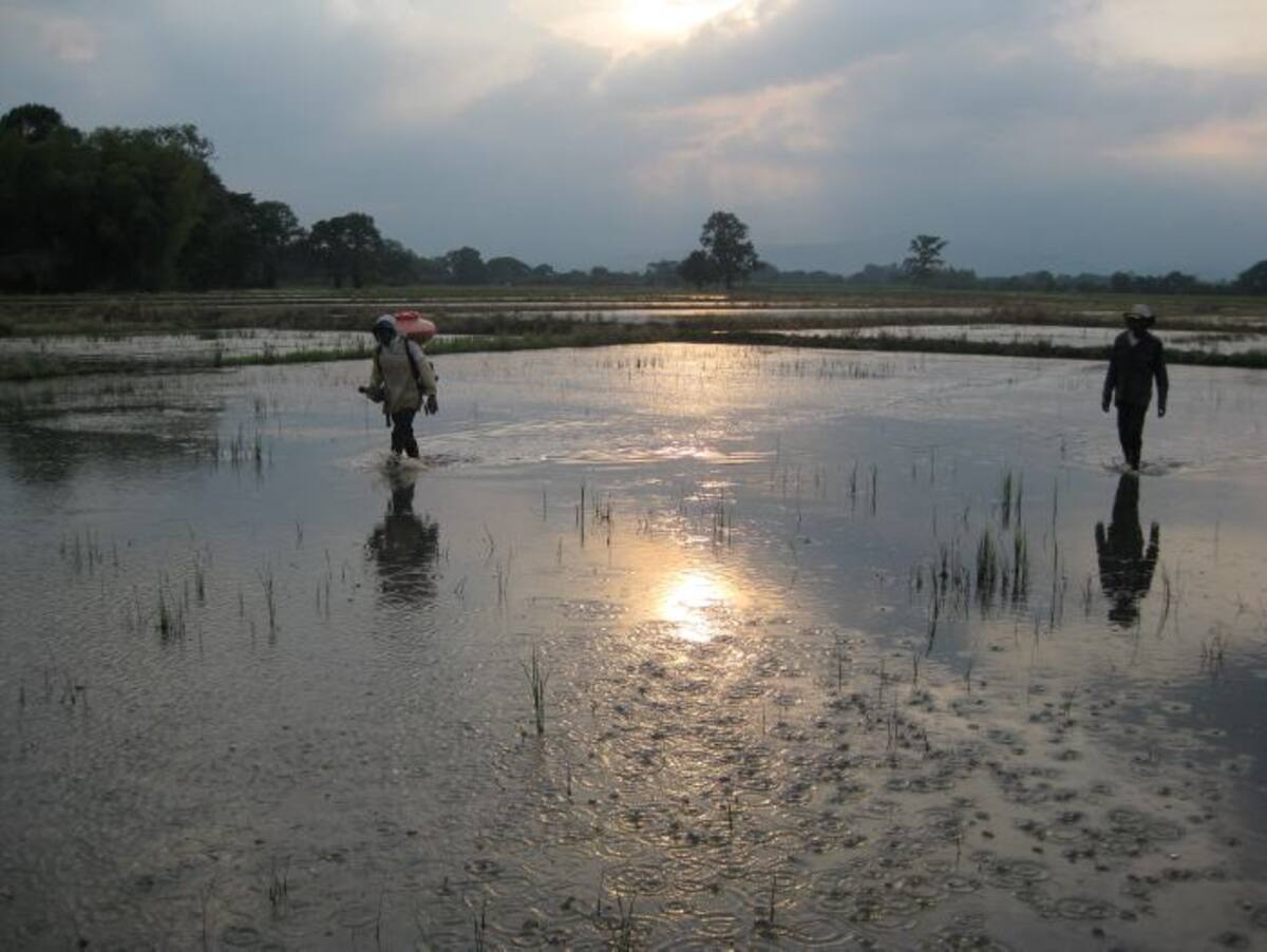 La arrocera la esmeralda, de Jamundí, Valle, fue una de las empresas ganadoras del Premio Plantea Azul 2013 con el proyecto 'Uso y manejo sustentable del agua en la producción de arroz' Cortesía.