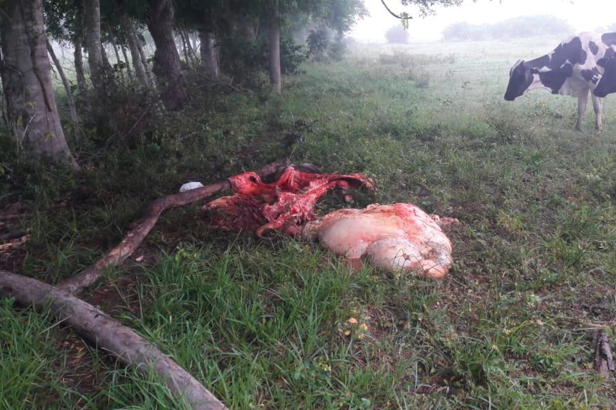 Reaparecieron los “pela vacas” en la finca “La Hicotea” de Betulia