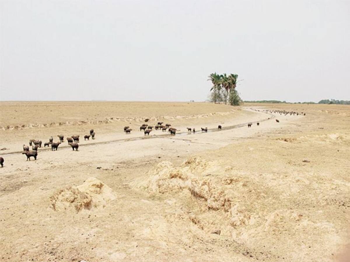 Varias especies han muerto a raíz de la sequía que golpea esa región del país. COLPRENSA