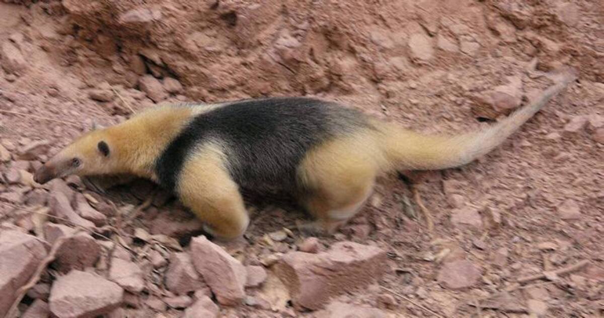 Oso hormiguero en vía de extinción. //Archivo.