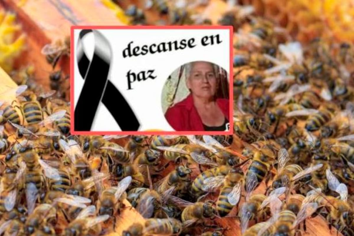 Mujer, de 70 años, murió tras ser atacada por abejas africanizadas