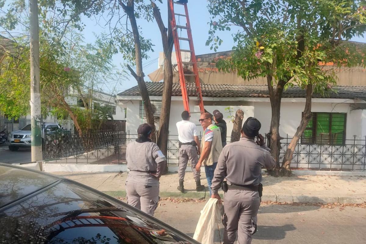 ¡Qué peligro! Oso hormiguero se trepó cerca de redes de alto voltaje