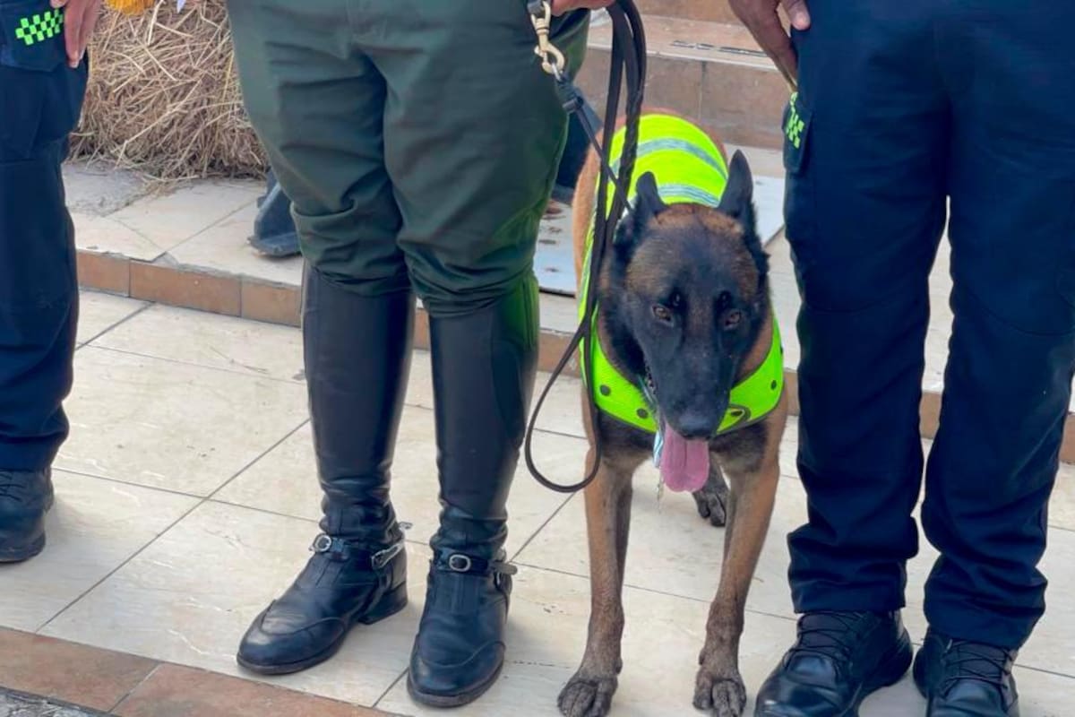 Entregan Medalla de Honor a Oker, el canino antipólvora de la Policía Bolívar