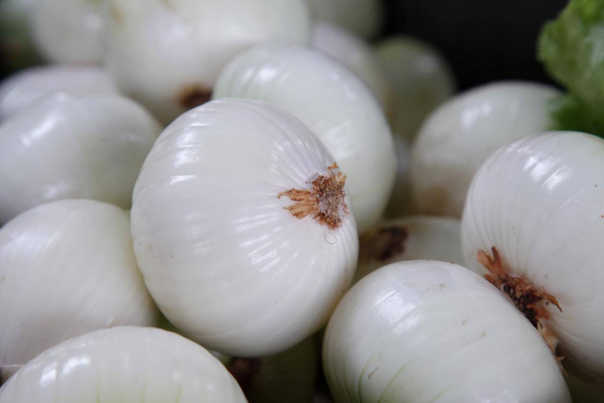 CEBOLLA CABEZONA