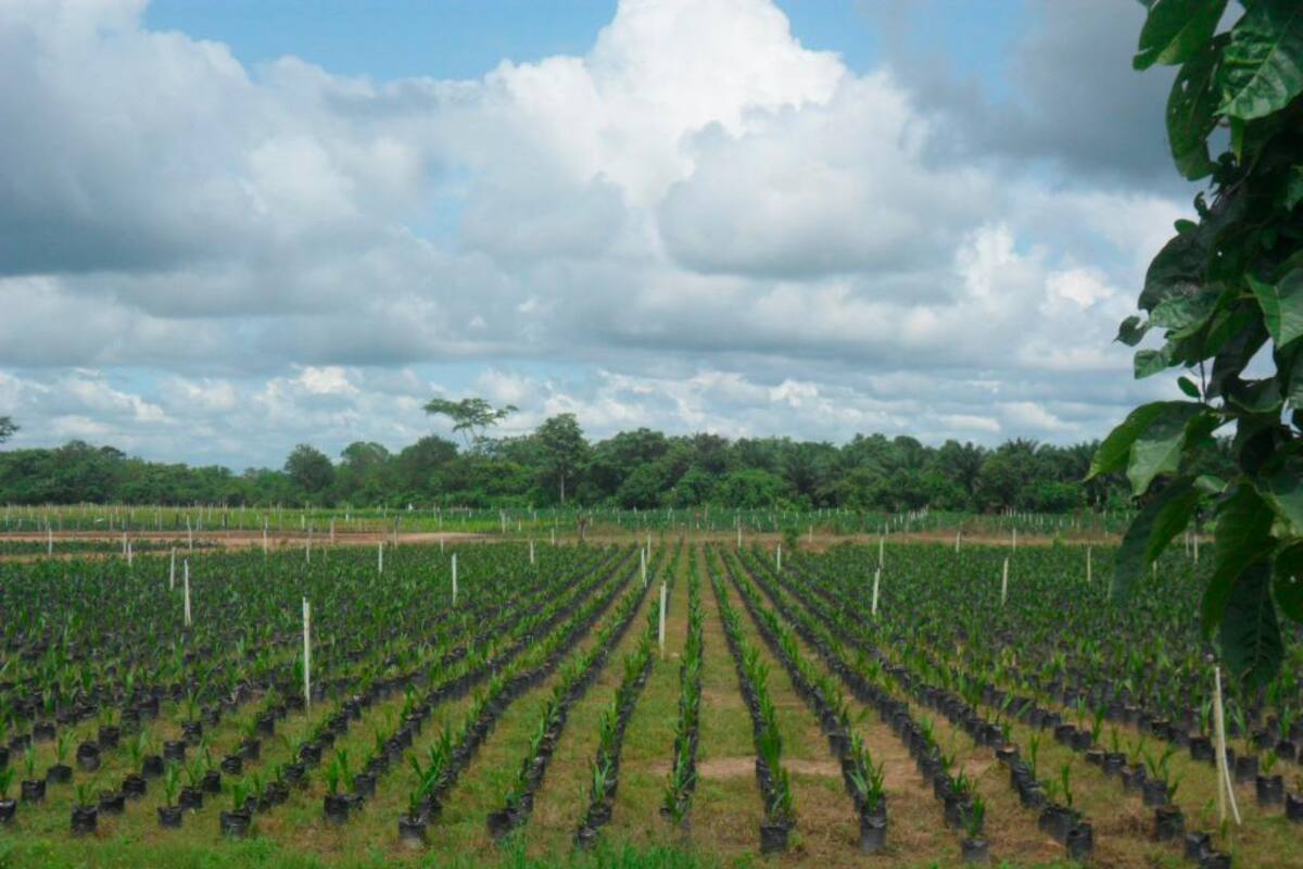 Bolívar, el séptimo departamento productor de aceite de palma