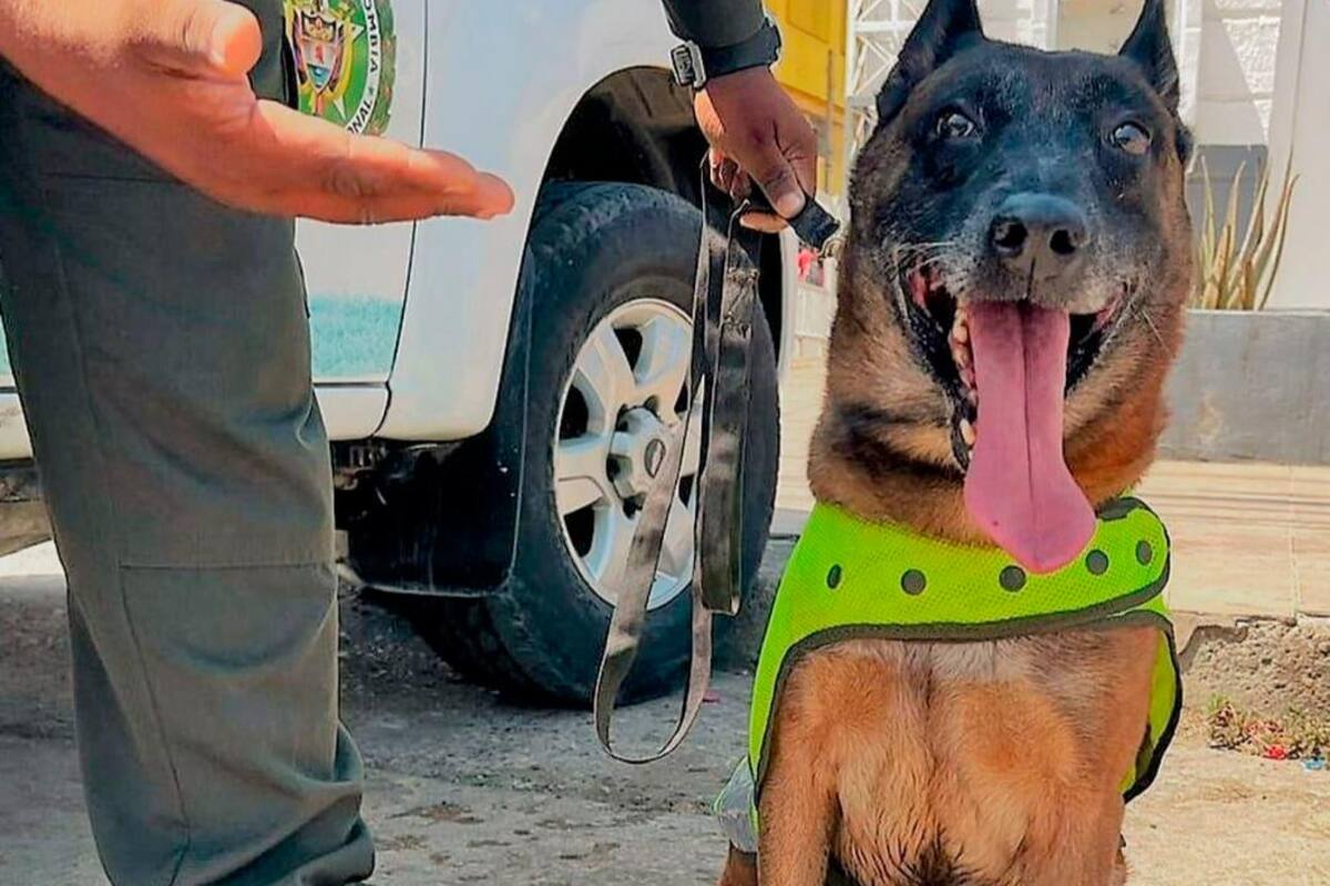 Este es Oker, el perro antipólvora de la Policía Nacional en Bolívar