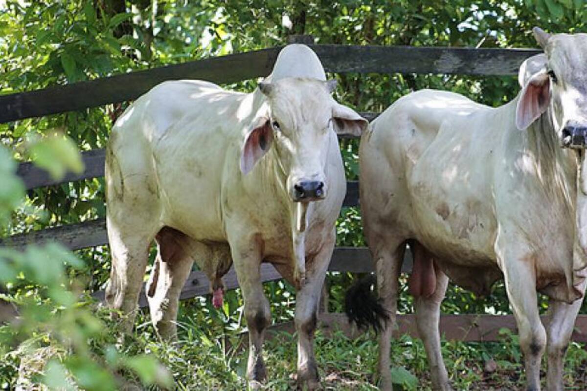 Anuncian medidas para proteger animales cerca al Nevado del Ruiz