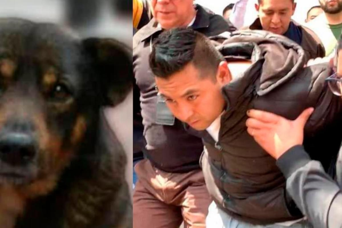 Mató a un perro y llora al ser enviado a la cárcel