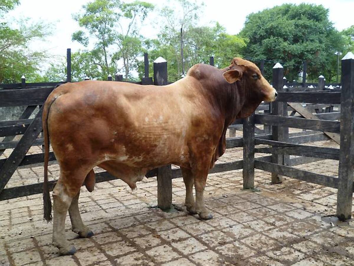 La entrega de los animales se realizó en el Coliseo de Ferias Fulgencio Segrera desde las 2:30 de la tarde, y contó con la participación de los pequeños productores de la región, y funcionarios de la Umata Distrital. CORTESIA