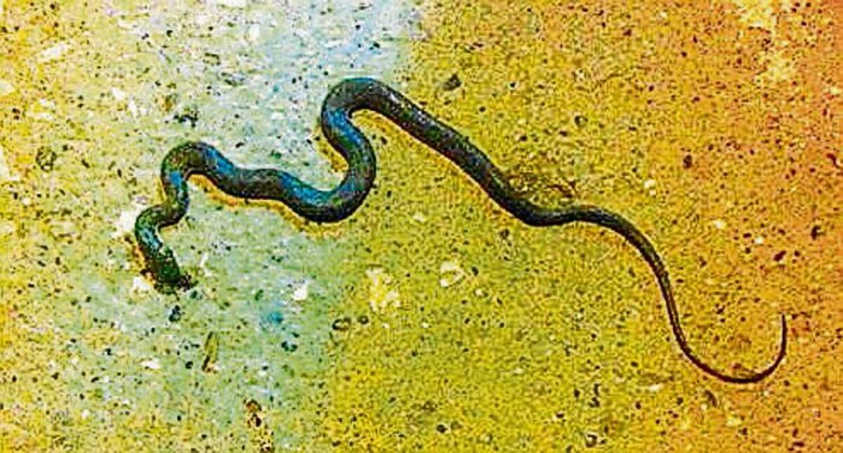 Las culebras han aparecido en Villa Rosita de diversas especies y todos los tamaños.